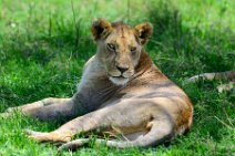 LIONESS IN THE MASAI MARA - KENYA 14