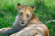 LIONESS IN THE MASAI MARA - KENYA 15