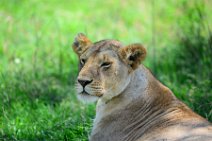 LIONESS IN THE MASAI MARA - KENYA 16