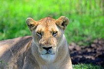 LIONESS IN THE MASAI MARA - KENYA 17
