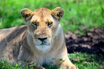 LIONESS IN THE MASAI MARA - KENYA 18