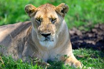 LIONESS IN THE MASAI MARA - KENYA 19