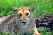 LIONESS IN THE MASAI MARA - KENYA 20