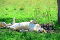 LIONESS IN THE MASAI MARA - KENYA 21