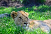 LIONESS IN THE MASAI MARA - KENYA 23