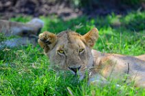 LIONESS IN THE MASAI MARA - KENYA 34