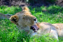 LIONESS IN THE MASAI MARA - KENYA 4