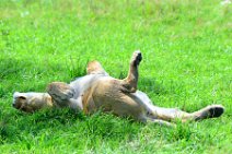 LIONESS IN THE MASAI MARA - KENYA 5