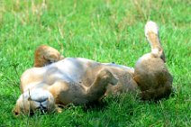 LIONESS IN THE MASAI MARA - KENYA 6