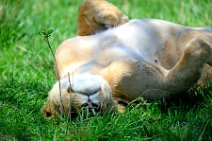 LIONESS IN THE MASAI MARA - KENYA 7