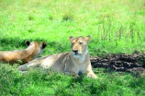 LIONS IN THE MASAI MARA - KENYA 12