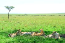 LIONS IN THE MASAI MARA - KENYA 13
