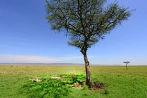 LIONS IN THE MASAI MARA - KENYA 4_2