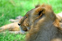 YOUNG MALE LION IN THE MASAI MARA - KENYA 1