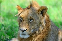 YOUNG MALE LION IN THE MASAI MARA - KENYA 2