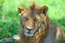 YOUNG MALE LION IN THE MASAI MARA - KENYA 3