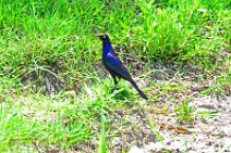 LONG TAILED STARLING - LAMPROTORNIS MEVESEII - MASAI MARA - KENYA 1