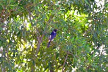 LONG TAILED STARLING - LAMPROTORNIS MEVESEII - MASAI MARA - KENYA 2