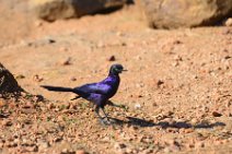 LONG TAILED STARLING - LAMPROTORNIS MEVESEII - MASAI MARA - KENYA 3