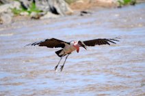 LANDING MARABOU - MASAI MARA - KENYA 1