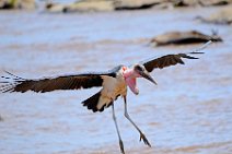 LANDING MARABOU - MASAI MARA - KENYA 2