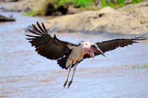 LANDING MARABOU - MASAI MARA - KENYA 3