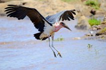 LANDING MARABOU - MASAI MARA - KENYA 4