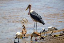MARABOU - MASAI MARA - KENYA 2