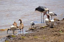 MARABOU - MASAI MARA - KENYA 3