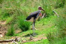 MARABOU - MASAI MARA - KENYA 5