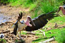 MARABOU - MASAI MARA - KENYA 7