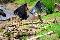 MARABOU - MASAI MARA - KENYA 8
