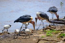 MARABOUS AT THE MARA RIVER - MASAI MARA - KENYA 4