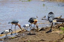 MARABOUS AT THE MARA RIVER - MASAI MARA - KENYA 7