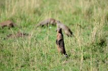 MONGOOSE - MASAI MARA - KENYA 1