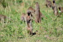 MONGOOSE - MASAI MARA - KENYA 2