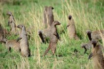 MONGOOSE - MASAI MARA - KENYA 3