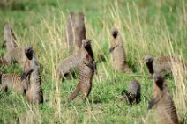 MONGOOSE - MASAI MARA - KENYA 4