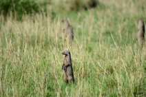MONGOOSE - MASAI MARA - KENYA 5