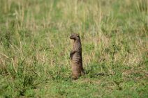 MONGOOSE WATCHMAN - MASAI MARA - KENYA 1