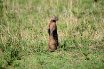MONGOOSE WATCHMAN - MASAI MARA - KENYA 2