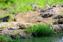 MONITOR LIZARD - VARANUS NILOTICUS - MASAI MARA - KENYA 1