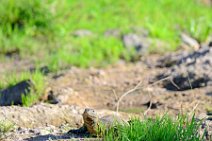 MONITOR LIZARD - VARANUS NILOTICUS - MASAI MARA - KENYA 2