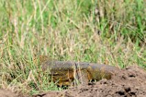 MONITOR LIZARD - VARANUS NILOTICUS - MASAI MARA - KENYA 3