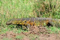MONITOR LIZARD - VARANUS NILOTICUS - MASAI MARA - KENYA 4