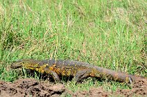 MONITOR LIZARD - VARANUS NILOTICUS - MASAI MARA - KENYA 5