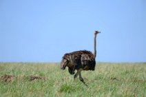 OSTRICH IN THE MASAI MARA - KENYA