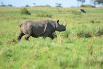 BLACK RHINOCEROS - MASAI MARA - KENYA 1