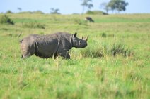 BLACK RHINOCEROS - MASAI MARA - KENYA 2