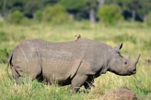 BLACK RHINOCEROS - MASAI MARA - KENYA 3